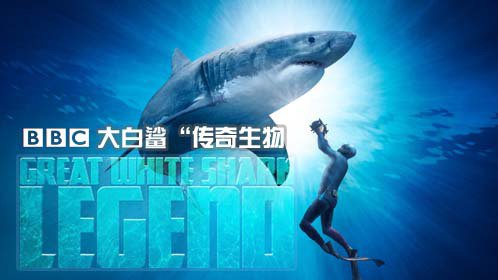 BBC自然世界：大白鲨-传奇生物-封面1