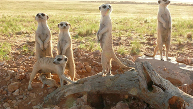 归来的她短剧版