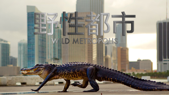 野性都市[英语]-封面1