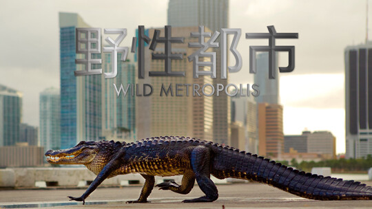 如何利用QQ邮箱提交问题，得到有效回复？