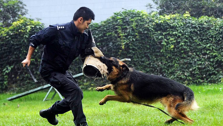 警犬赤龙