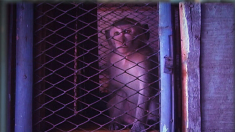 厂长夫人来自乡下