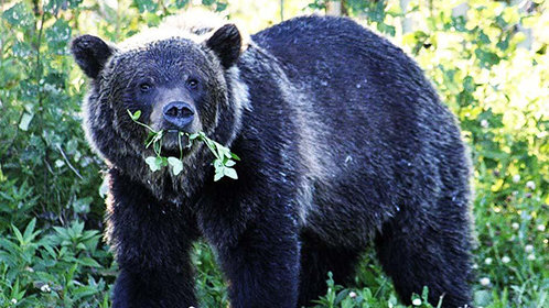 我的好朋友黑漆漆