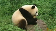 熊猫大使出访记