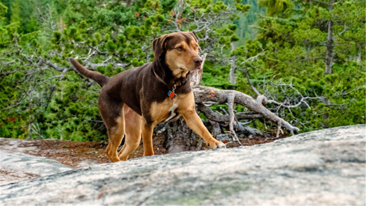 s级情报在手千金大小姐乖乖低头