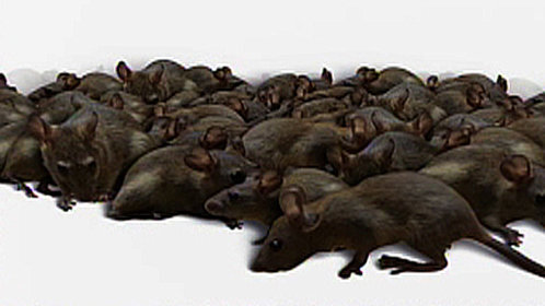 《德云社张鹤伦郎鹤炎相声专场鞍山站2024》_免费在线观看