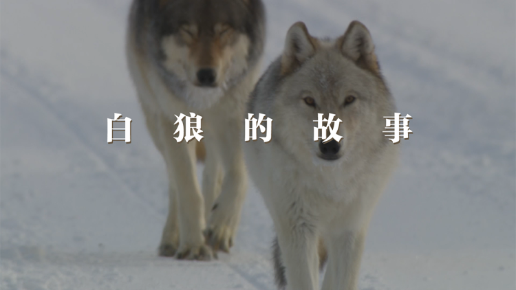 篮球比赛：得分方式与计算规则详解