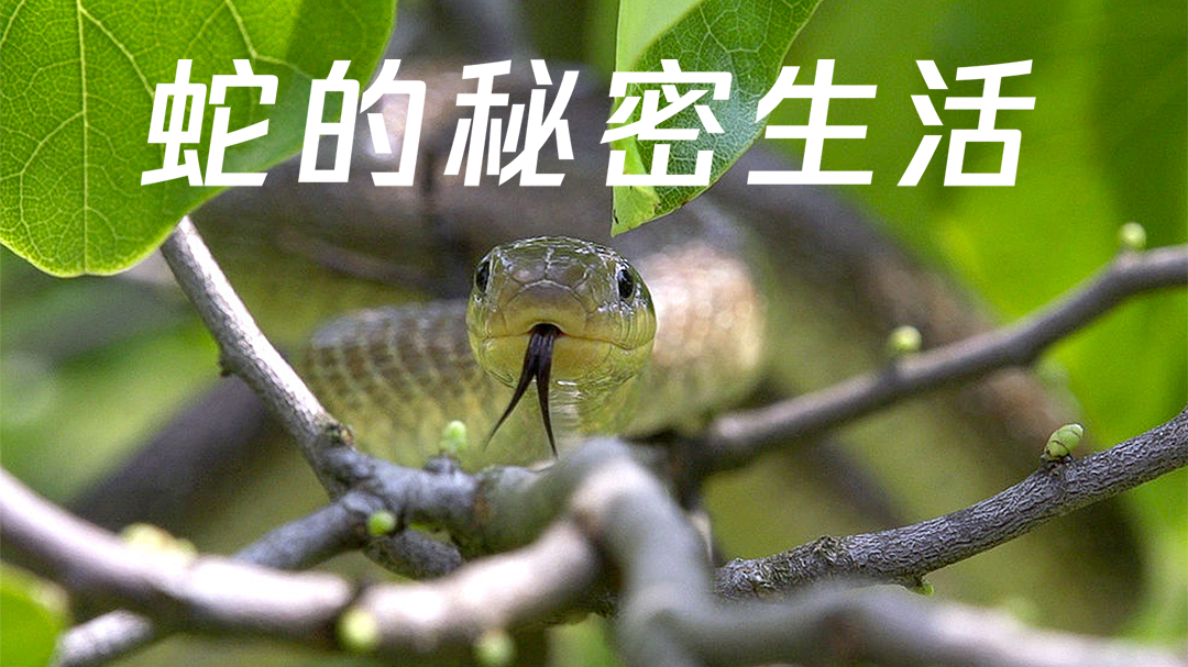 蛇的秘密生活-封面1