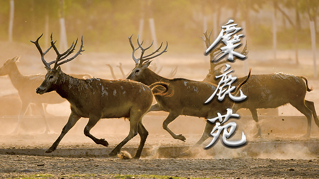 麋鹿苑-封面1
