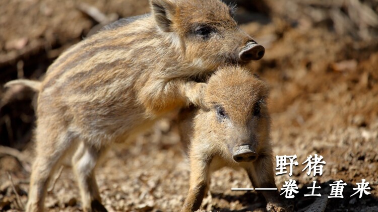 BuildNEWWORLD假面骑士CrossZ