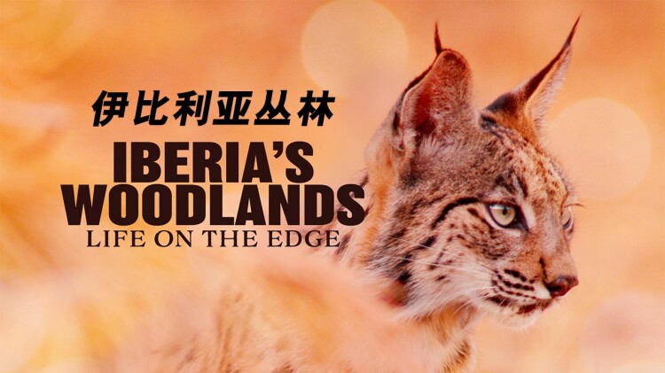 带娃离婚年下总裁要娶我