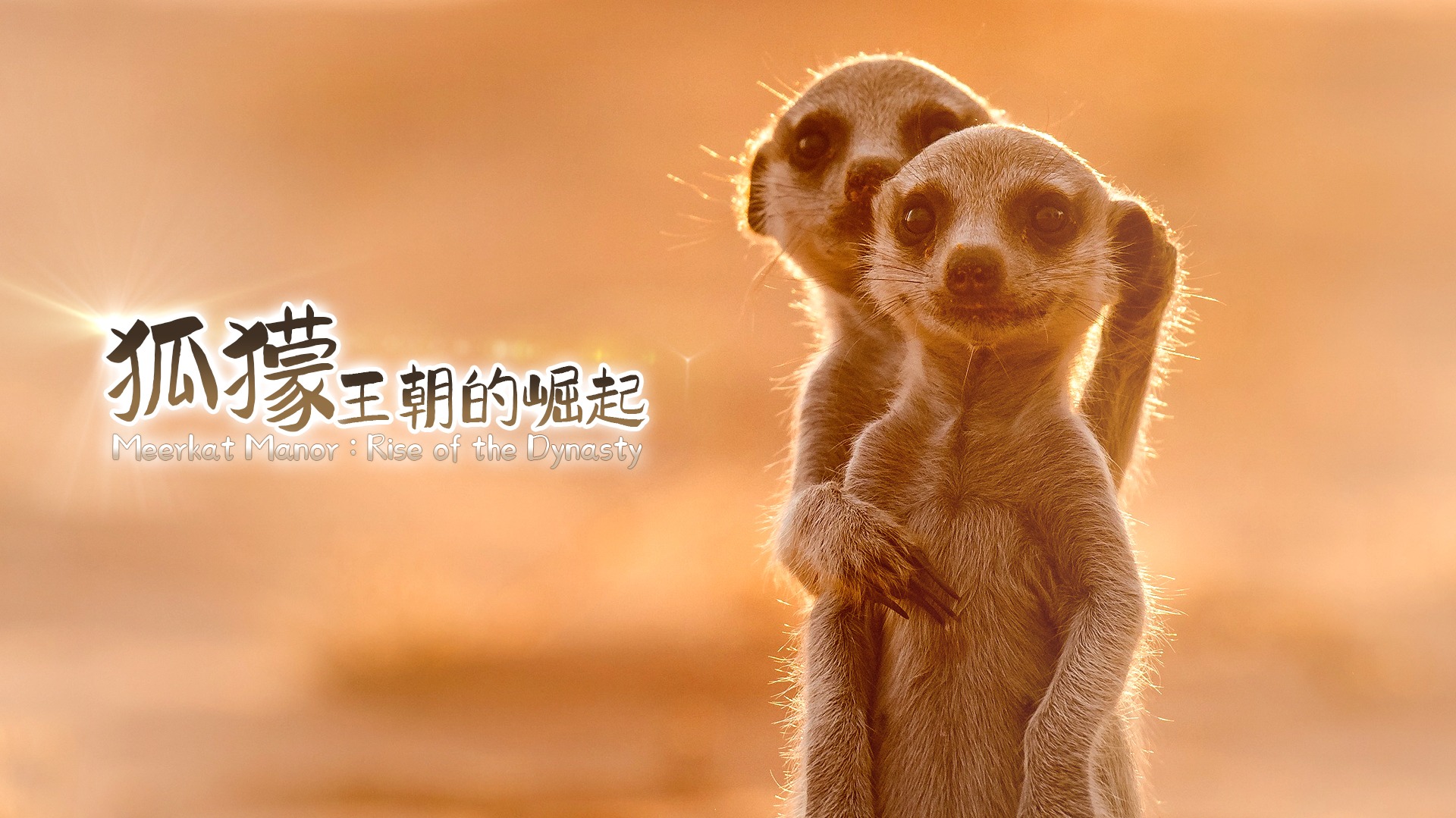 狐獴：王朝的崛起-封面1