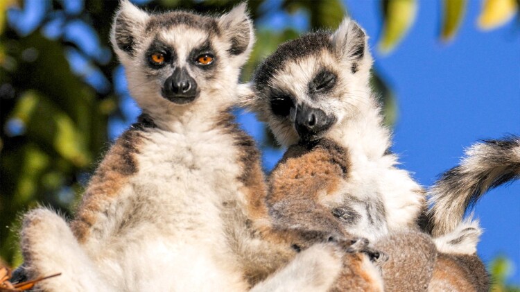 队长小翼2世少篇