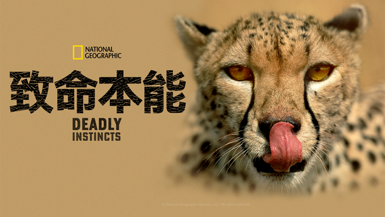 北灵少年志之大主宰