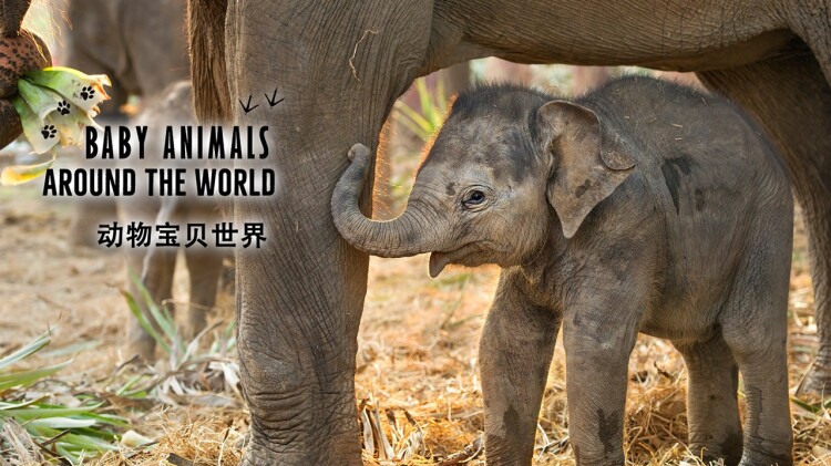 离婚再嫁薄情前夫后悔了的幸福未来