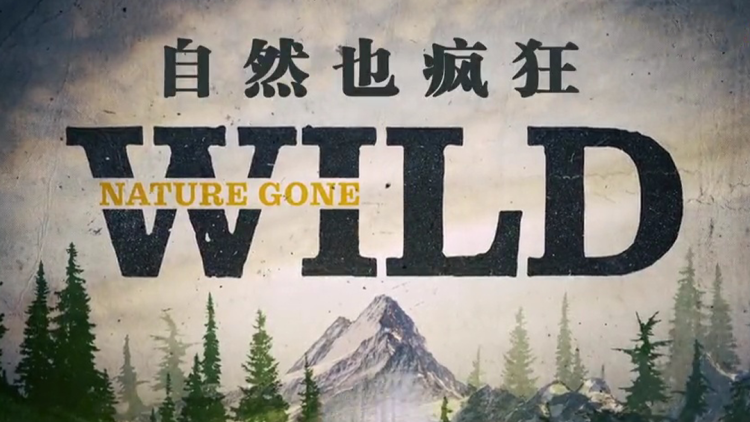 夫人菜就多练——从菜鸟到大师的蜕变