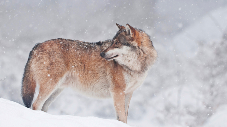 诸神的黄昏第一季