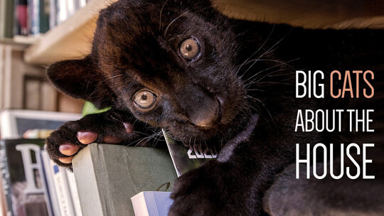 租个女婿回家见父母