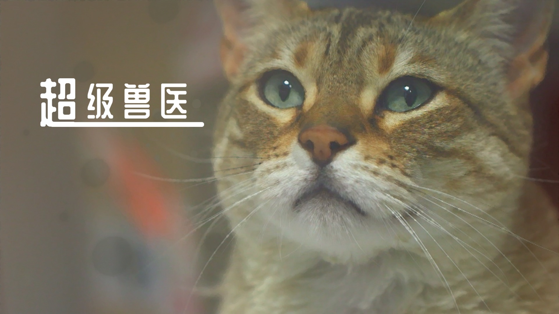 超级兽医-封面1