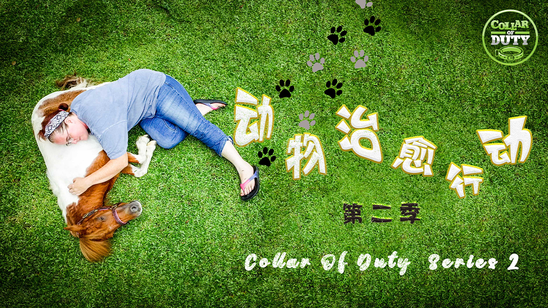 动物治愈行动 第2季-封面1
