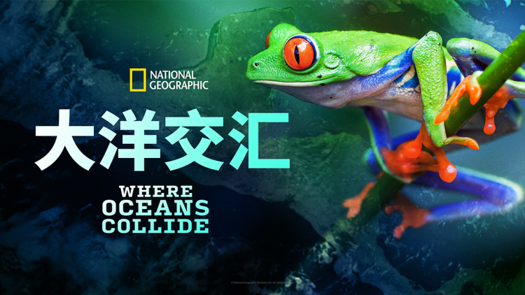 《曼谷战狼》——生死抉择中的孤胆一战