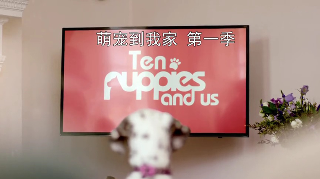 萌宠到我家