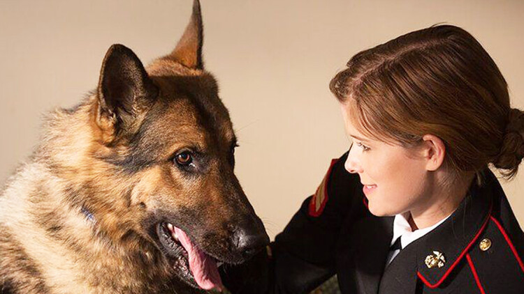 信鸽不渡无风带：江辰的成长与坚持