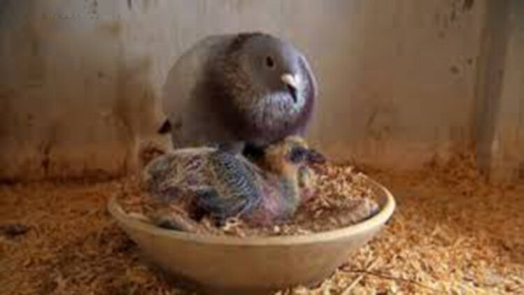 归川之无上荣耀