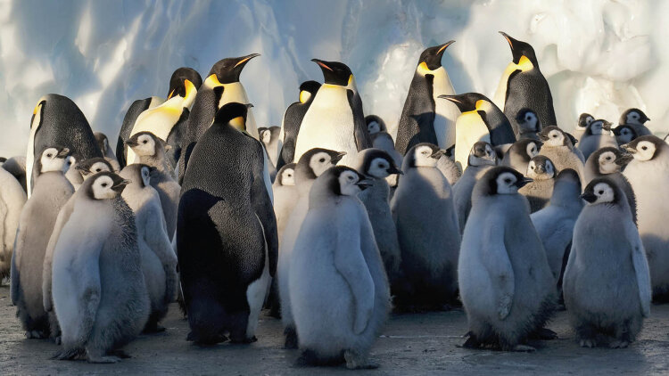 《戏中人》的最终谢幕