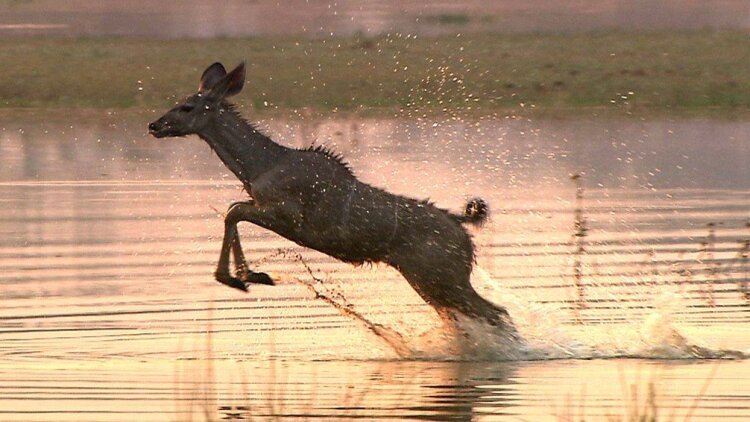 神医从山村开始