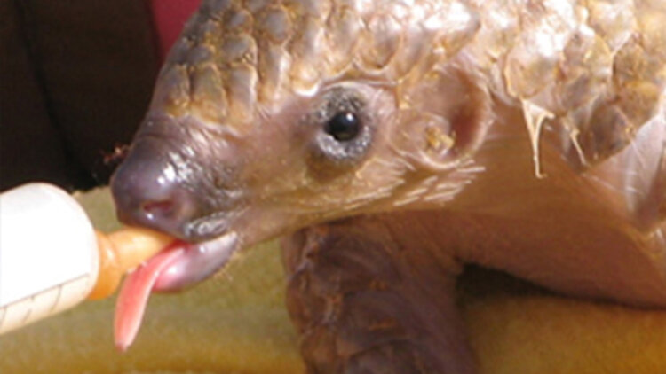 天降锦鲤小萌宝