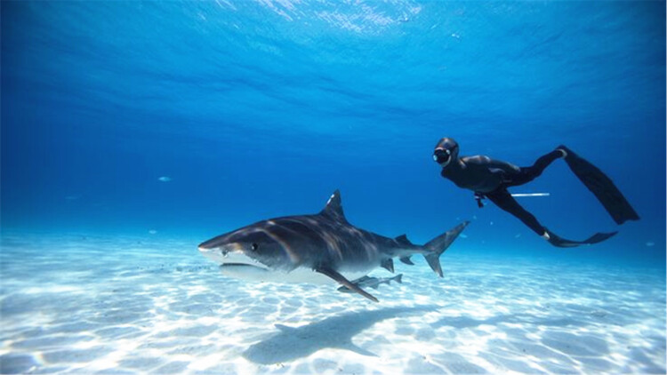 陆地键仙：初入宗门