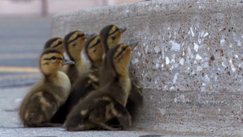 被偷听心声后全皇朝宠我