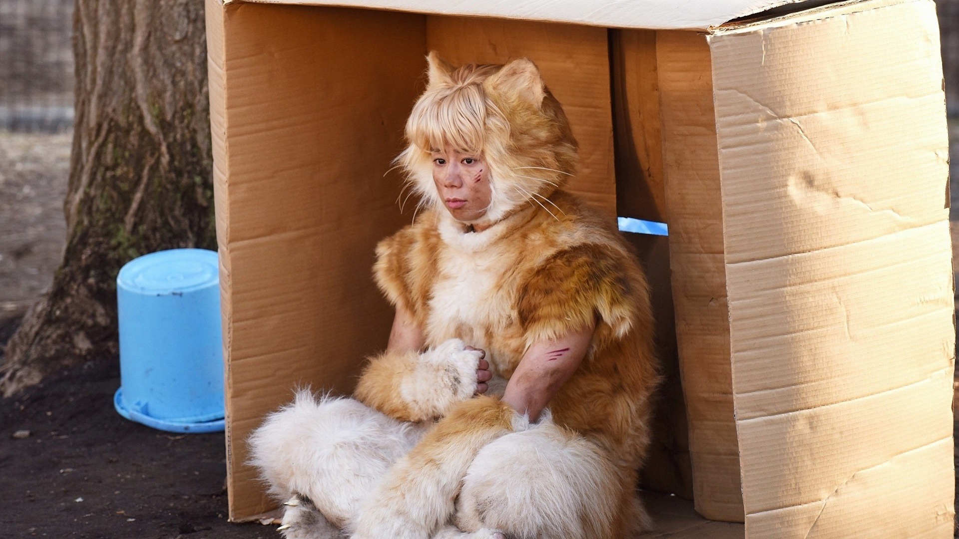 猫咪小虎