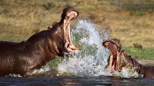 《五年不在家我有了3个小宝宝》意外重逢