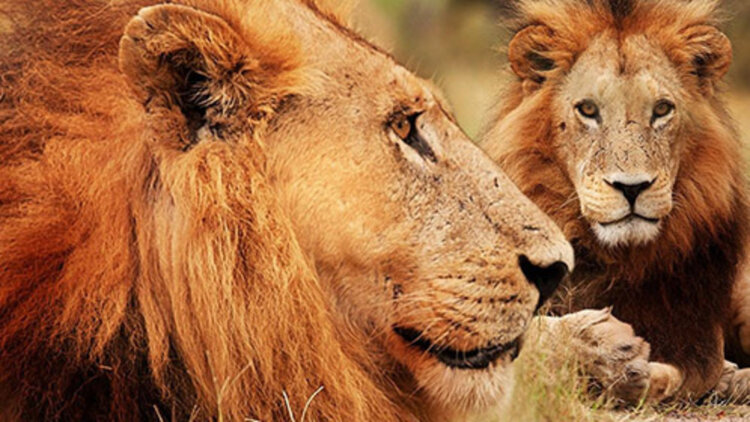 克金玩家——新的传说