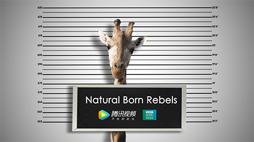 深情自是无情负