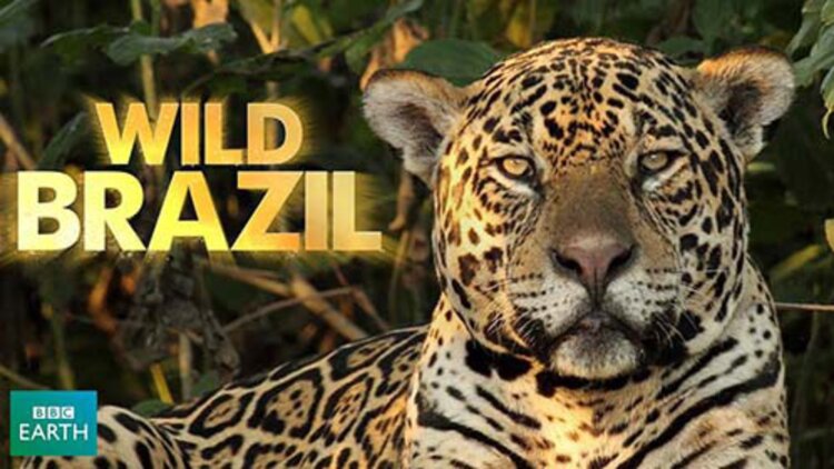 禁用或替代QQ密码插件的选择