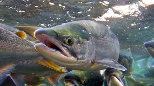 提前购票的策略：如何抢到五一火车票