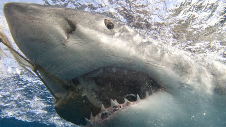 我的妈妈是歌神