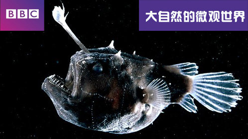 BBC大自然的微观世界
