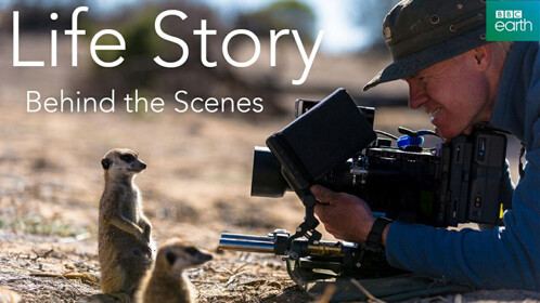 财源滚滚小厨神