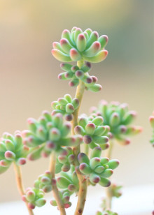 一点植物学