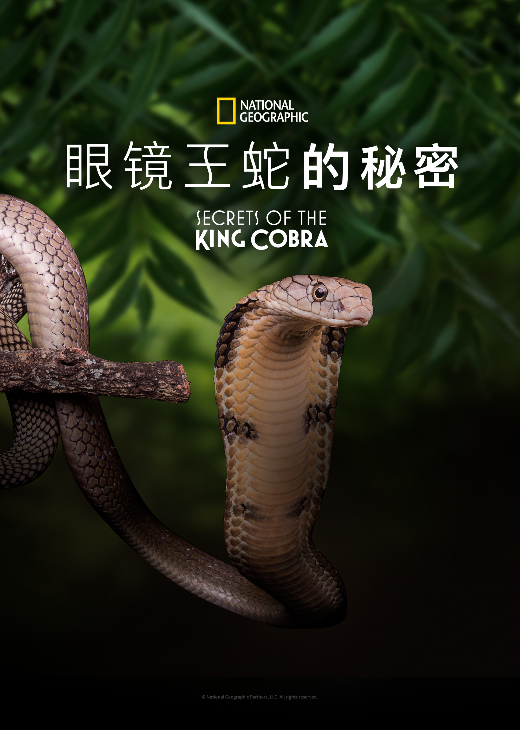 眼镜王蛇之谜