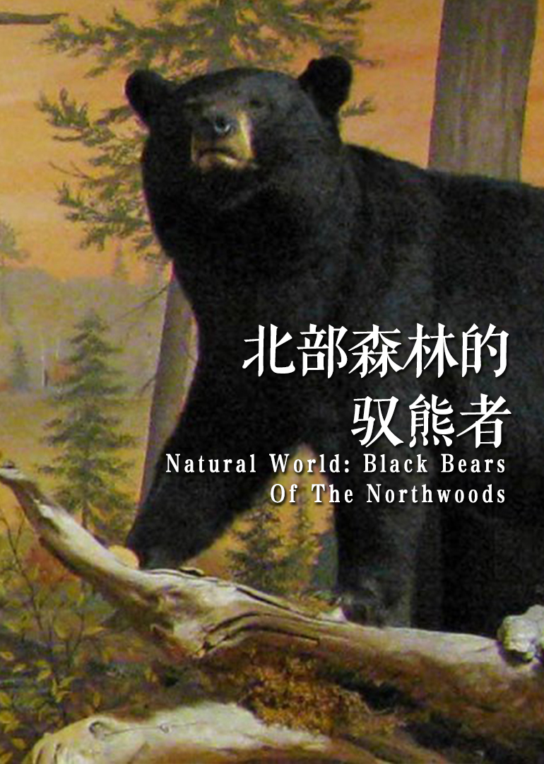 诺斯·伍兹：与熊同行}