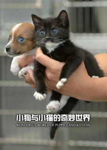 小狗与小猫的奇妙世界