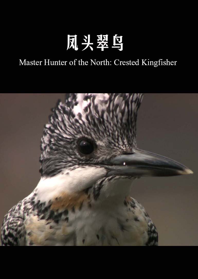 凤头翠鸟}