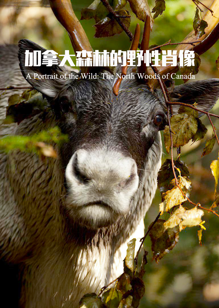 加拿大森林的野性肖像}