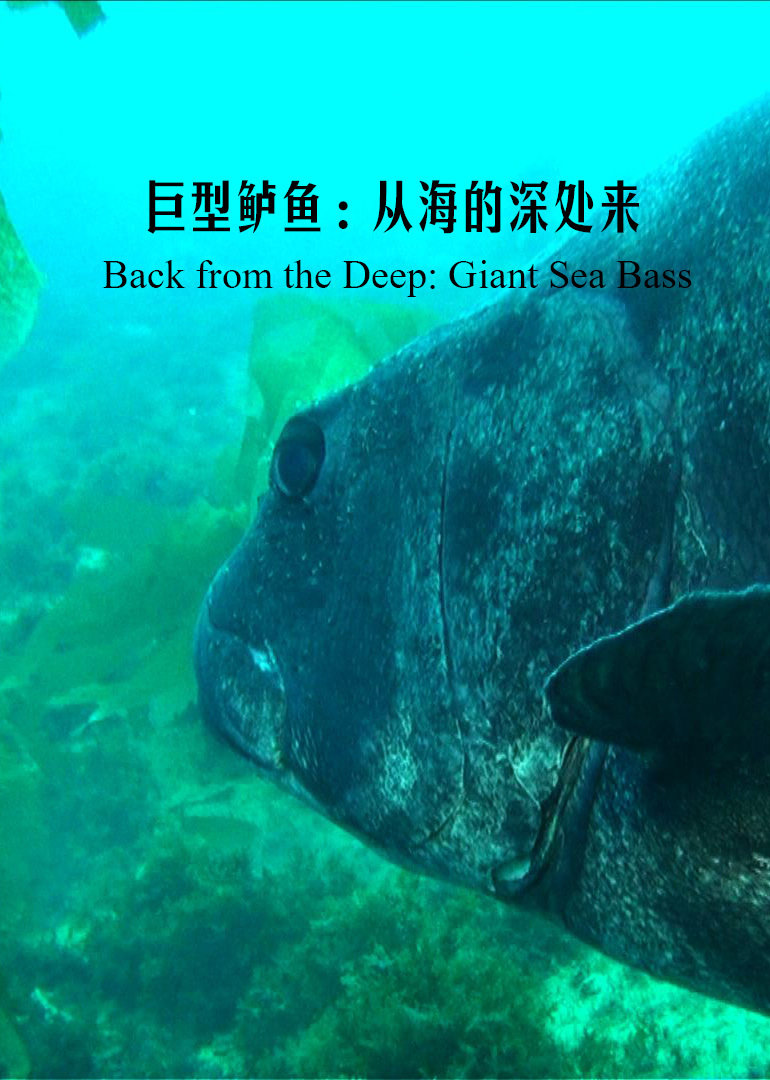 从大海深处回归的巨坚鳞鲈}