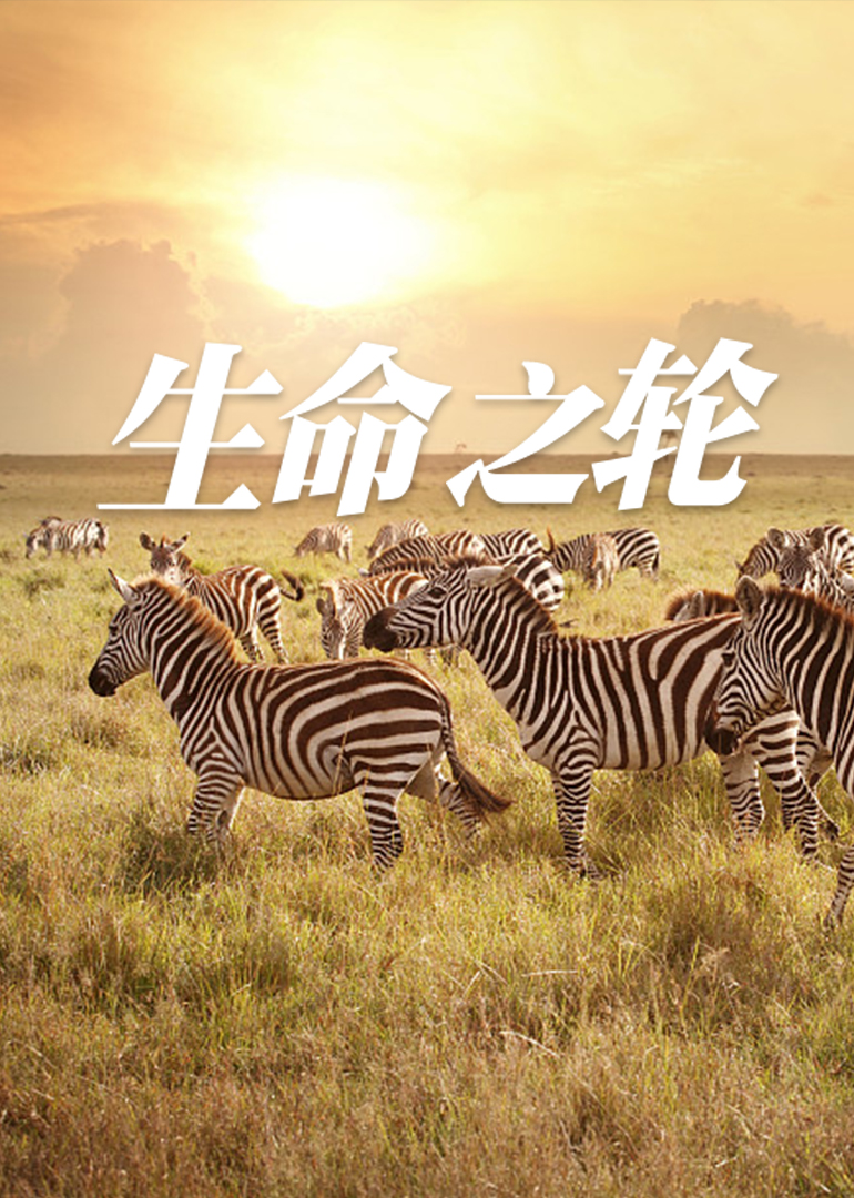 生命之轮